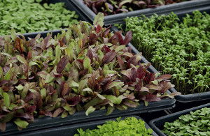 Vegetables & Microgreens